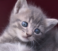 gatito pequeño 