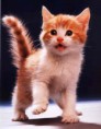 gatita 