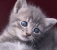 gatito pequeño 